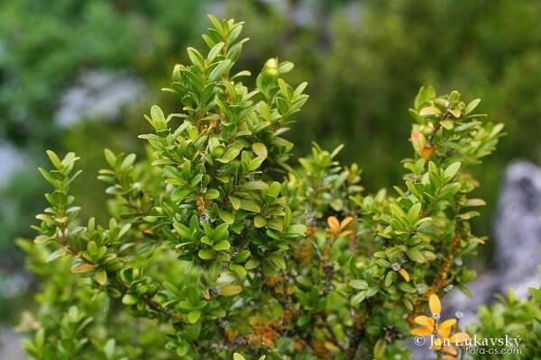 Zimostráz vždyzelený (Buxus sempervirens)