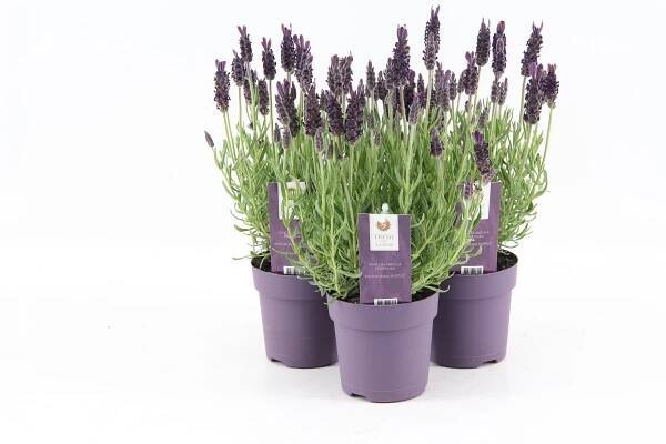 Lavendel | Salm