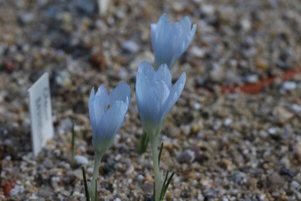 Popis Crocus baytopiorum