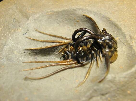 Dicranurus monstrosus - Přírodniny Vedral