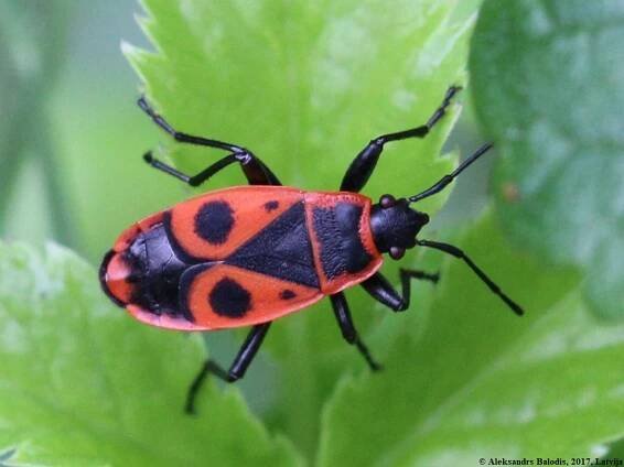 Soubor:Pyrrhocoris apterus 08.JPG – Wikipedie