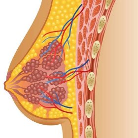 Ilustrace z anatomie ženského prsu — Stockový vektor