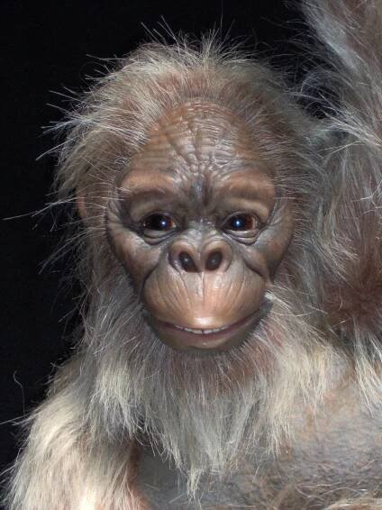 Animatronic Female Dryopithecus