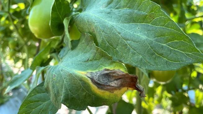 How to Identify, Treat, and Prevent Early Blight in Tomatoes