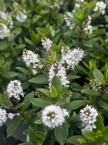 Hebe KVETOUCÍ Bílé Naughties WHITE Bianco – sazenice