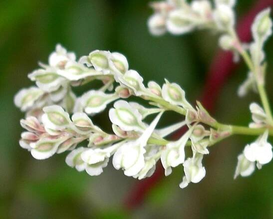 Silver Lace Vine / Russian Vine - Polygonum (Fallopia) aubertii