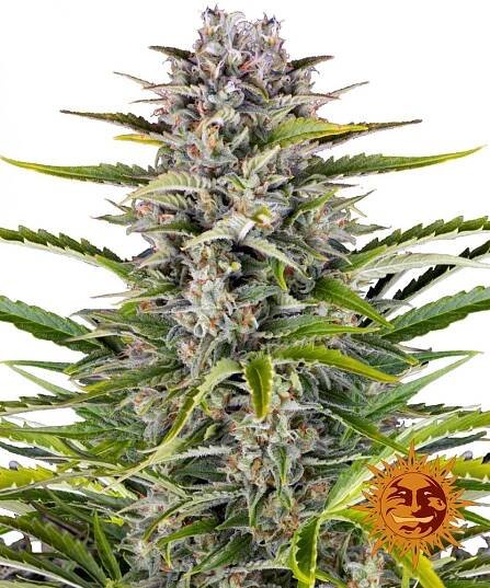 Gorilla Zkittlez Auto - samonakvétací semínka 3 ks Barney ́s Farm