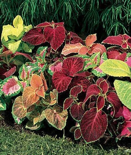 COLEUS AFRICKÁ KOPŘIVA DUHOVÝ MIX /500 semen/