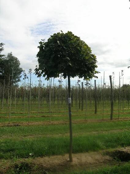 Disponibles - Jardineria Sils