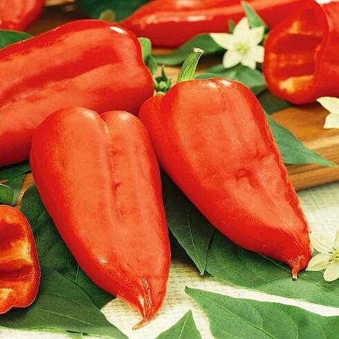 Paprika Jalapeno Ruben pálivá typu Chilli semena zeleniny papriky plenné
