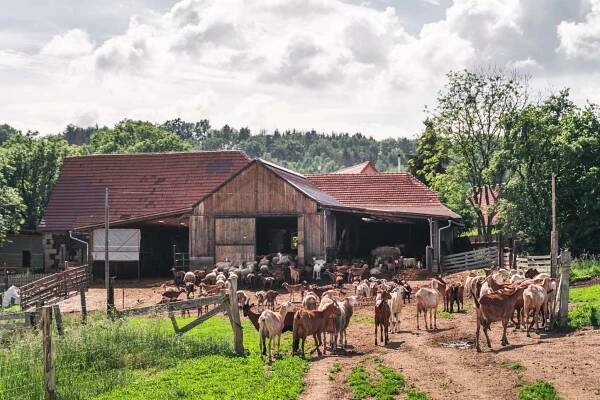 Farma Držovice | Vyrábíme sýry | Chováme kozy a ovce