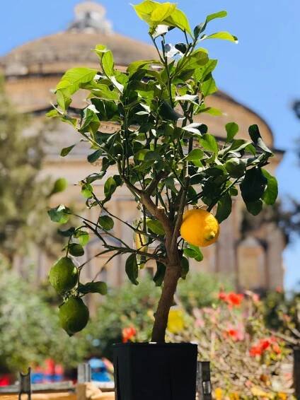 Lemon tree in pot 20