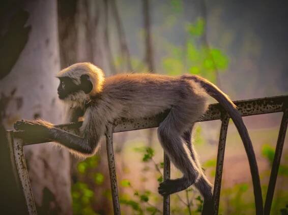 A grey langur