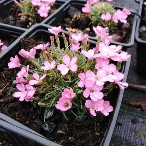 Dianthus microlepis