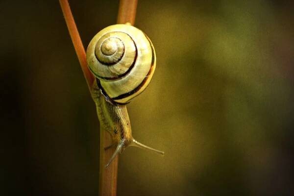 Snail on branch.