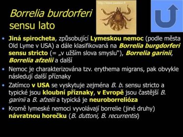 Borrelia burdorferi sensu lato. Jiná spirocheta, způsobující Lymeskou nemoc (podle města Old Lyme v USA) a dále klasifikovaná na Borrelia burgdorferi sensu stricto (= „v užším slova smyslu ), Borrelia garinii, Borrelia afzelii a další. Nemoc je charakterizována tzv. erythema migrans, pak obvykle následují další příznaky. Zatímco v USA se vyskytuje zejména B. b. sensu stricto a typické jsou kloubní příznaky, v Evropě jsou častější B. garinii a B. afzelii a typická je neuroborrelióza. Kromě lymeské nemoci vyvolávají borrelie (jiné druhy) návratnou horečku (B. duttoni, B. recurrentis)