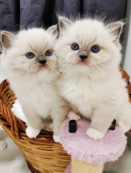 Koťátka 2022 / Kittens 2022 – Mishi, CZ – chovatelská stanice koček plemene RAGDOLL