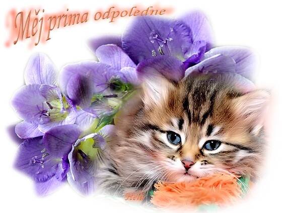 Kitten with Blue Eyes Next to Purple Flowers