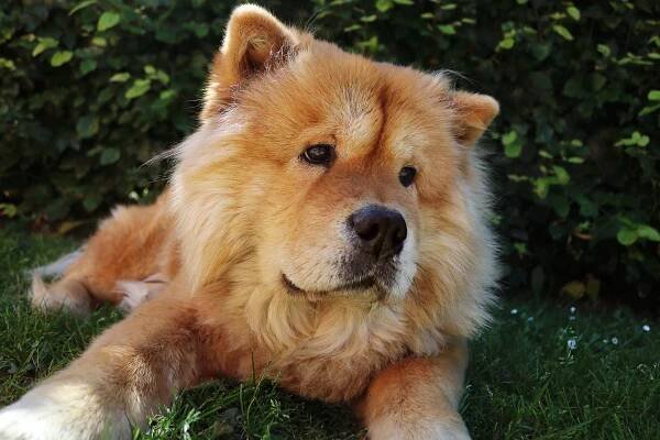 CHOW CHOW – cena, charakter, opis rasy