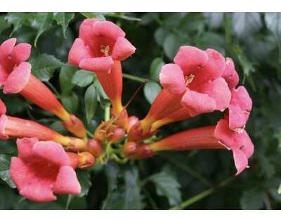 Trubač kořenující 'Gabor' - Campsis radicans 'Gabor' Kontejner o objemu 1,5 litru velikost 40-60 cm