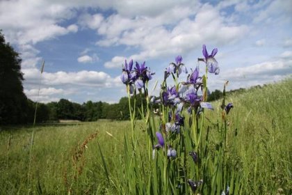 Soubor:Iris sibirica in natural monument Koubovsky rybnik in 2011 (4).JPG