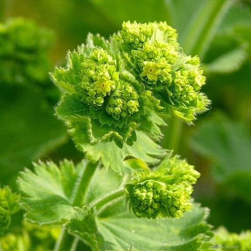 Kontryhel měkký (Alchemilla mollis)