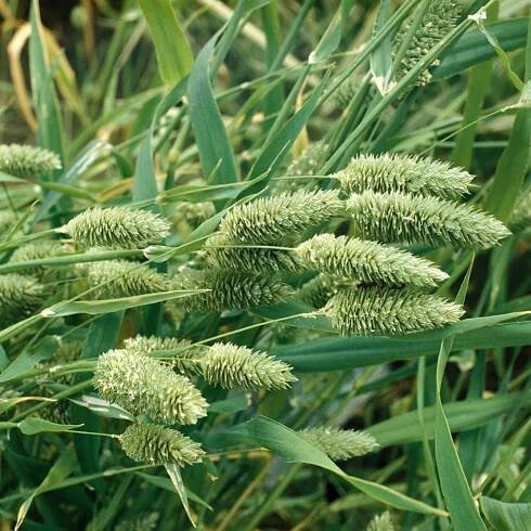 Lesknice kanárská - Phalaris canariensis - Ideální do čerstvých i suchých aranžmá - Čerstvá semena