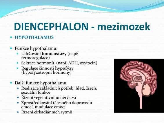 PPT - Struktura přednášky PowerPoint Presentation, free download - ID:6317227
