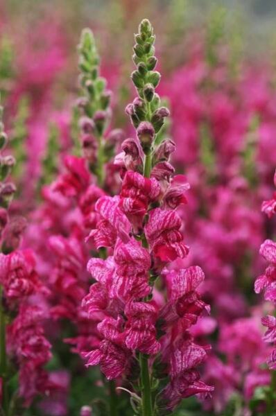 Snapdragon Pictures - National Garden Bureau | #yearofthesnapdragon
