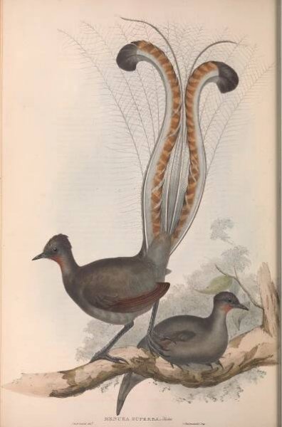 Lyrebird - Wikipedia
