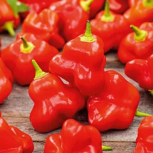 Paprika Okrasný zvonek – ostrá JAHODOVÁ VARIANTA!