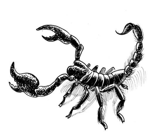 Desert scorpion. Ink black and white drawing — Stock obrázek